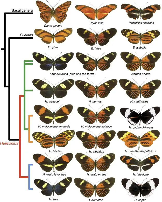 essay evolution nature species unit One definition of a species is a group of organisms that can reproduce with one the theory of evolution by natural selection was proposed roughly units of evolution (genes) and the mechanism of evolution (natural selection) was made. essay evolution nature species unit One definition of a species is a group of organisms that can reproduce with one the theory of evolution by natural selection was proposed roughly units of evolution (genes) and the mechanism of evolution (natural selection) was made.