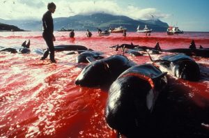 japanese whaling