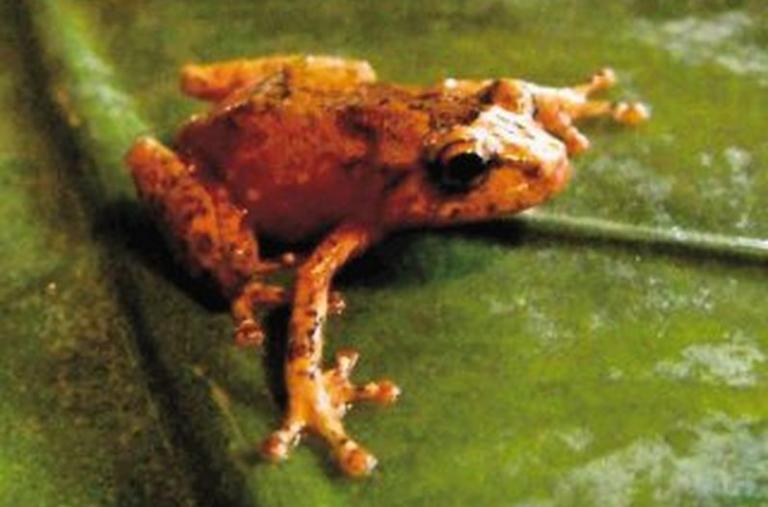 New Frog Species Discovered