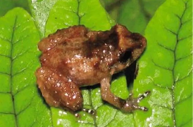 New Frog Species Discovered in Costa Rica
