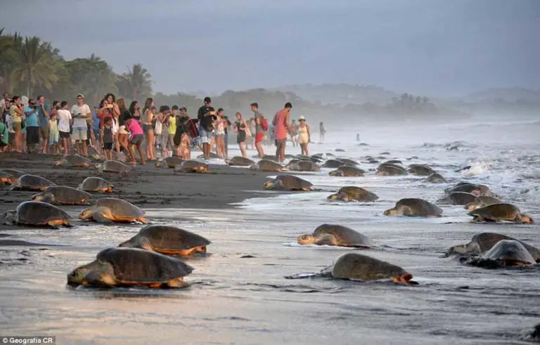 Search for turtles in Costa Rica