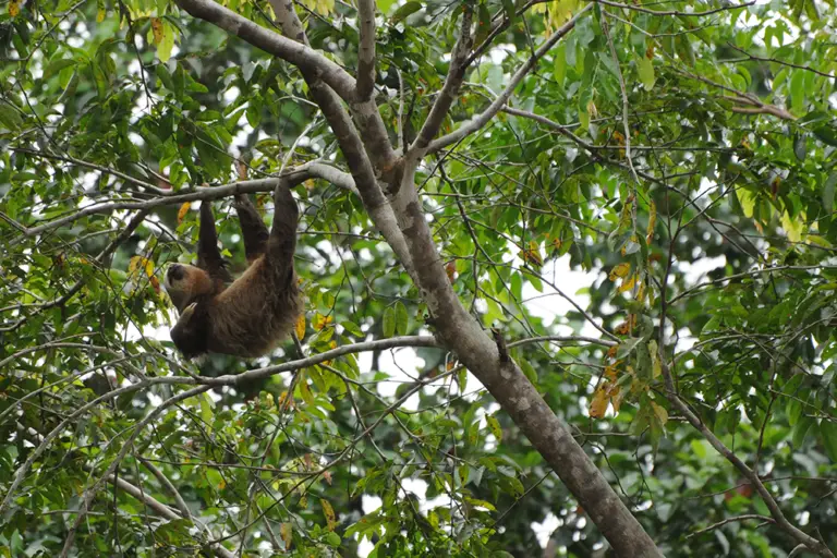 Animals find refuge in Costa Rican rainforest haven