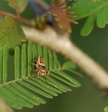 costa_rica_spider_2