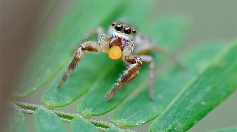 A Vegetarian Among Meat-eating Spiders