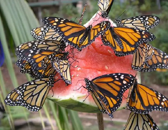 Butterfly Lends Species Insight