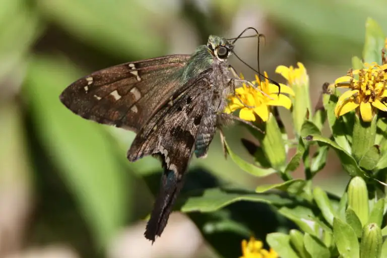The Long-tailed Skipper in Costa Rica
