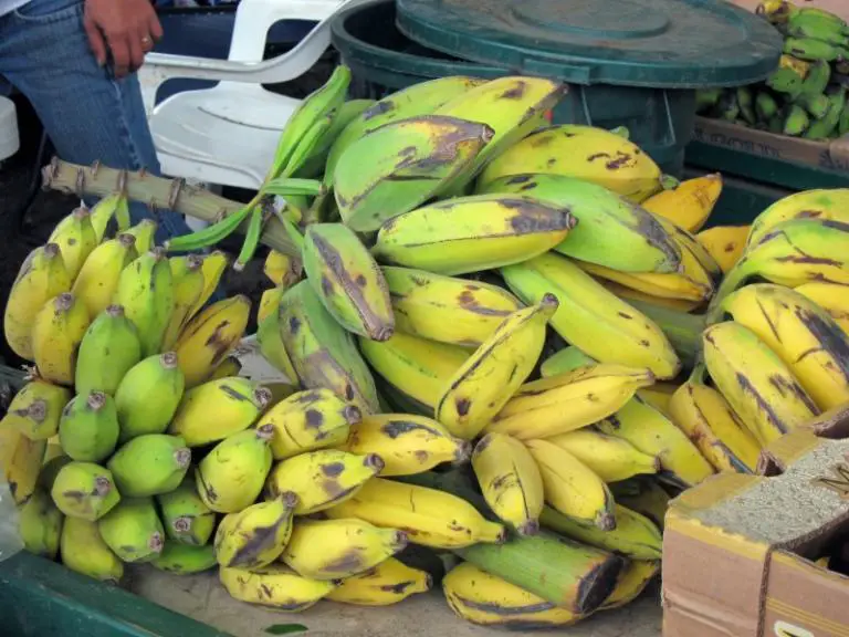 Banana crop gets safeguarded by science
