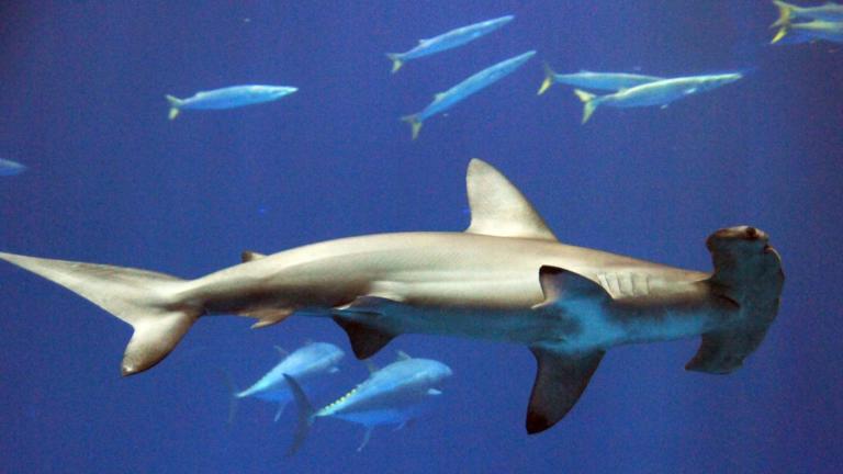 A Global Victory for Sharks Ending the Fin Trade