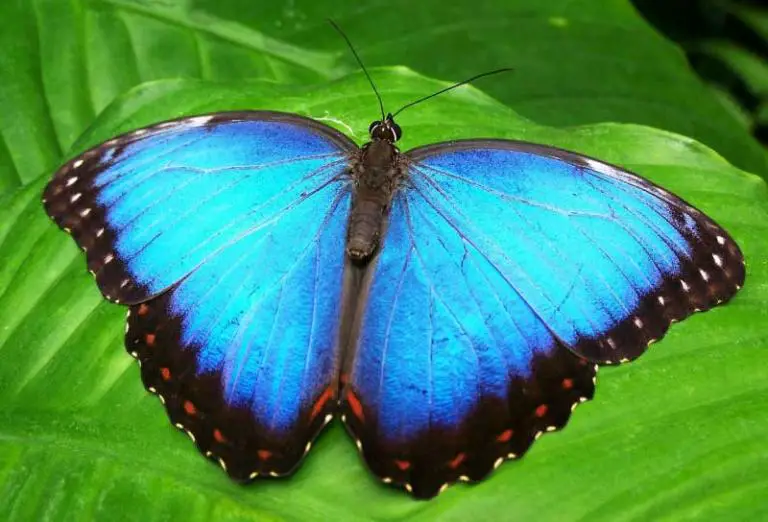 The Search for the Rare Blue Morpho in Costa Rica