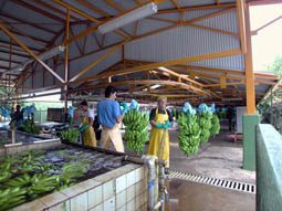 banana plantation