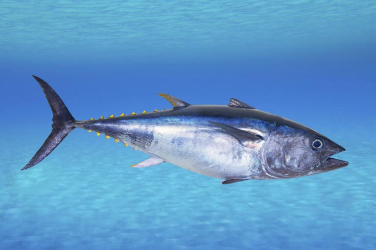 Global ban on bluefin tuna receives Costa Rican Support