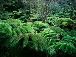 ferns