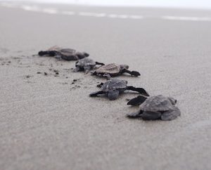 New Research Facility in Reserva Playa Tortuga