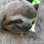manuel antonio sloth