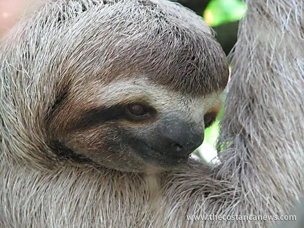 manuel antonio sloth