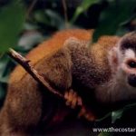 Grey Crowned Red-backed Squirrel Monkey (Mono Titi)