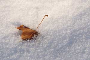 leaf in snow