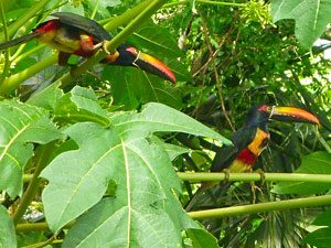 climate-change-birds colorful birds in the rainforests of the osa peninsula, costa rica
