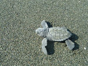 climate-change-turtle-300 baby sea turtle hatchling on the beach