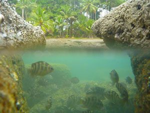 under water photo in osa peninsula, costa rica