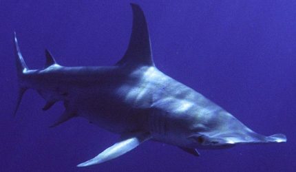 New study provides insight into hammerhead shark