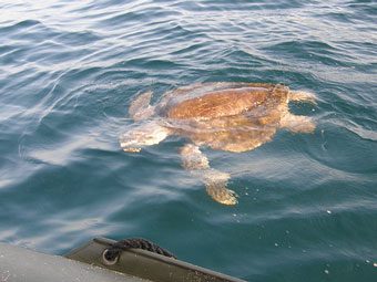 Sea turtle swimming by the boat.