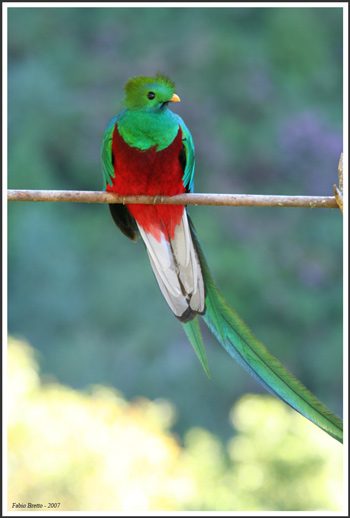 Resplendent Quetzal. Costa Rica.