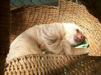 sloth at rescue center
