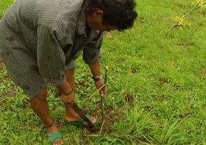 farmer with jatropha plant