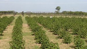 jatropha field