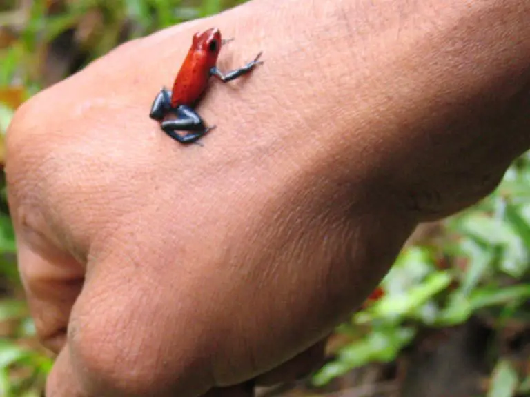 Who Will You Meet in the Rainforest? Part 4: Amphibians