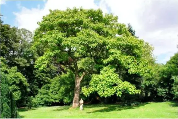 Paulownia Tree Could Become an Environmental Solution