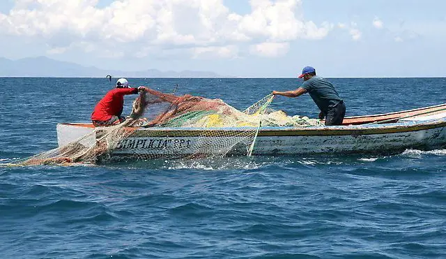 20,000 fishermen to benefit from marketing planNuevo plan beneficiará a 20 mil pescadores