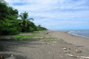 Explore Costa Rica's Best Beaches: Tortuguero | TCRN