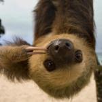 costa rica sloth