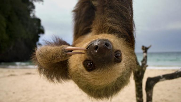 Moveover, Meercats! Lazy? Sloths are a lot Livelier Than you Think
