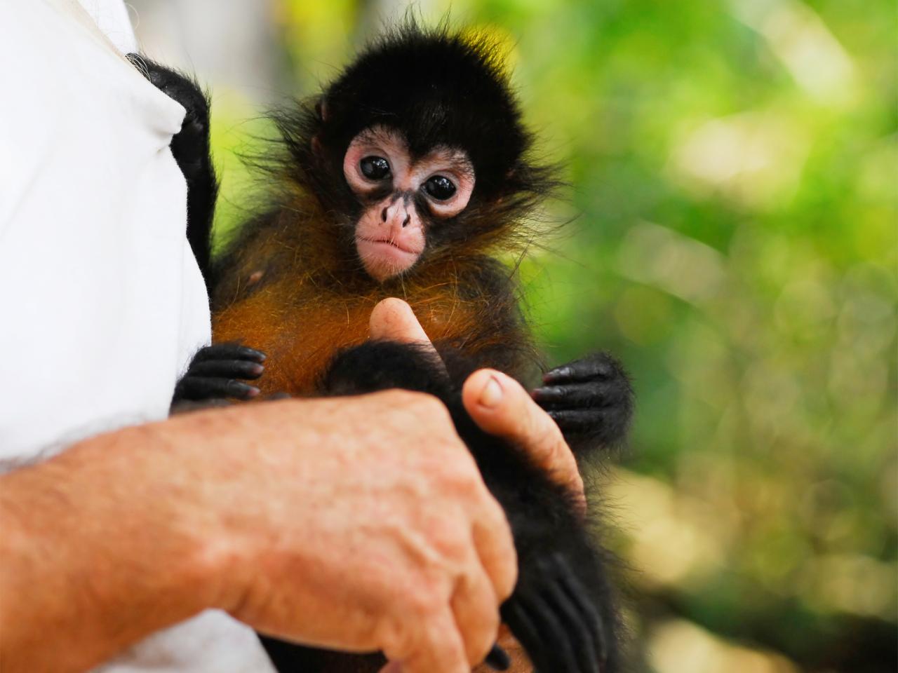 The Joy of Learning Local Names for Costa Rican Wildlife