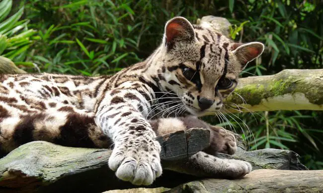 Another Ocelot Dies after Being Run Over on the Main Road to Siquirres de Limón