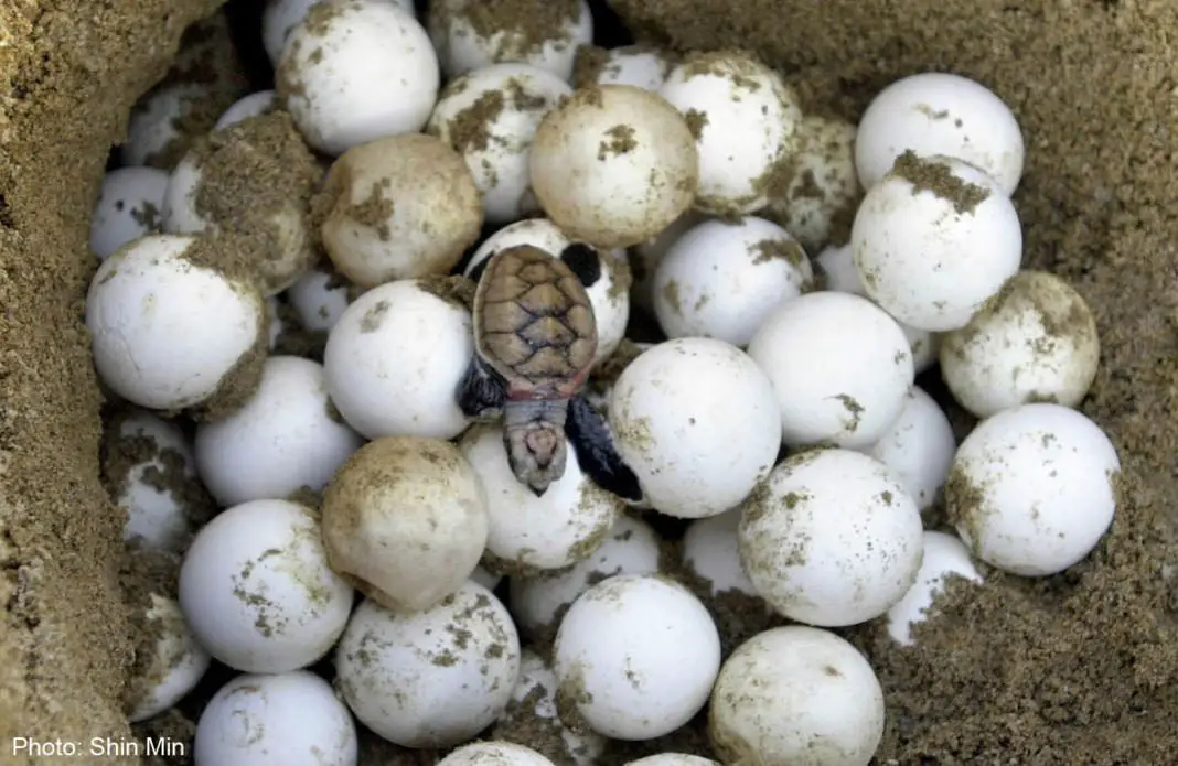 help-preserve-endangered-turtle-eggs-in-costa-rica