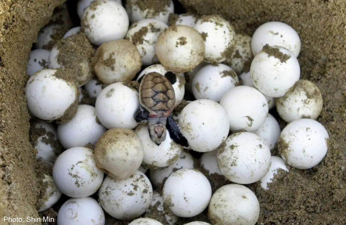 Help Preserve Endangered Turtle Eggs in Costa Rica