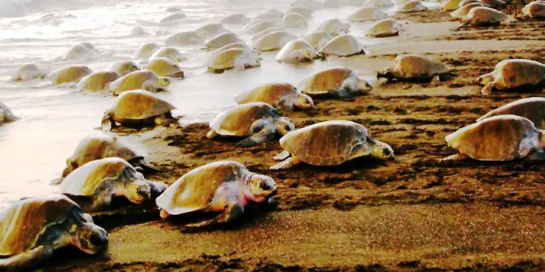 Ostional Wildlife Refuge: Experience the Turtle Hatchings