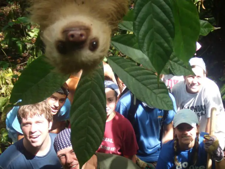 Sloth Photobombs Students in Woodlands of Costa Rica