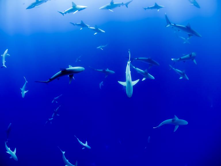 Oceans: Hammerhead Sharks Need Protection
