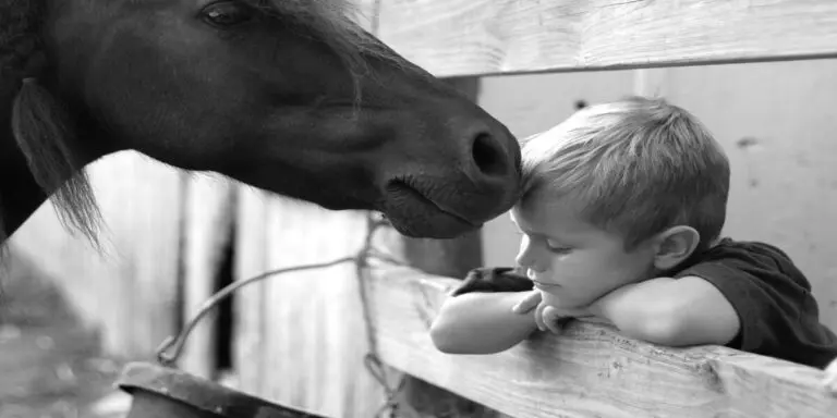 Perception by Horses and Small Children