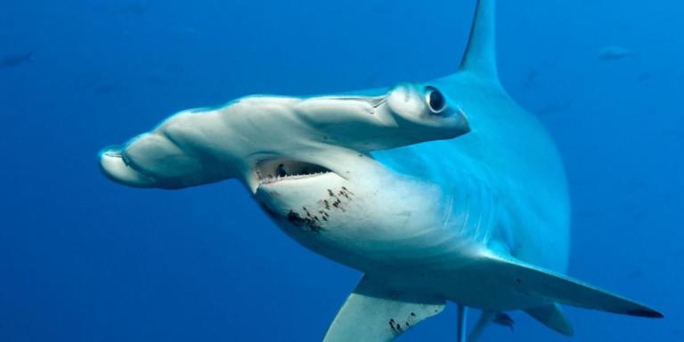 Honduras and Costa Rica Propose Protections for Hammerheads