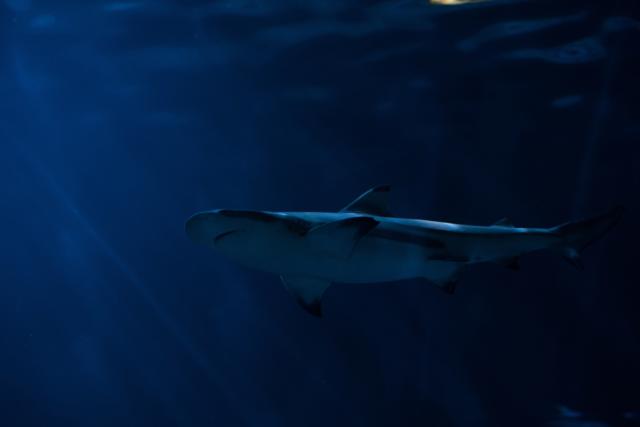 Scalloped hammerhead sharks