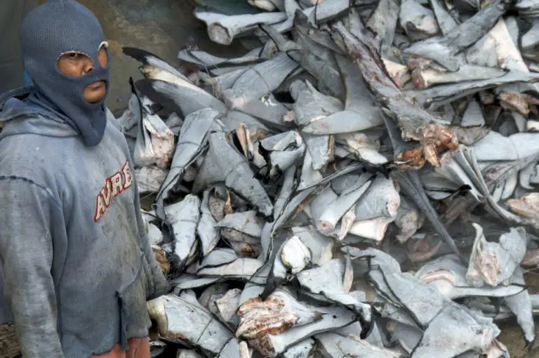 Four arrested in Costa Rica shark fin poaching operation