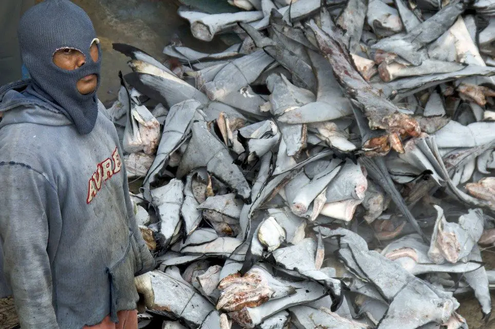 Four arrest in Costa Rica shark fin poaching operation