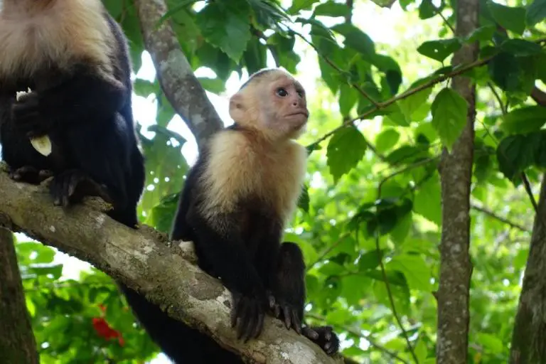 Monkey Bridges Save Animals And Electricity Faults In Guanacaste