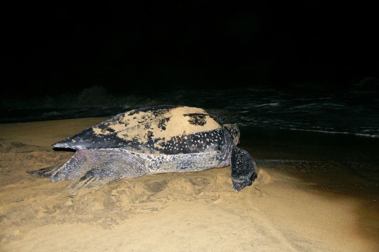 Strong Turnout of Sea Turtles on Guanacaste Beaches